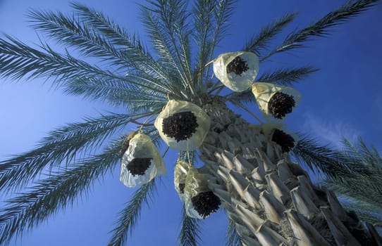 A date plantation in the oasis of Douz in the south of Tunisia in North Africa.