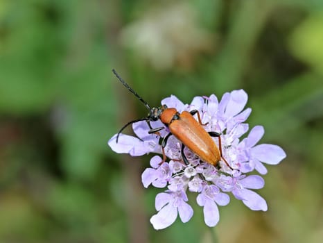Female red-beldole (Stictoleptura rubra) on pigeon scabiosis