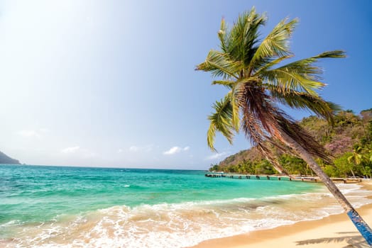 White sand beach and beautiful palm tree in La Miel, Panama near Capurgana, Colombia