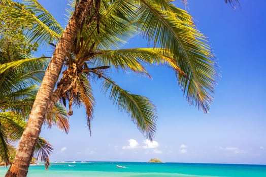 View of a palm tree and the blue and turquoise Caribbean Sea on the horizon in Capurgana, Colombia