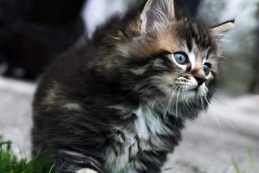 A cute little Norwegian cat