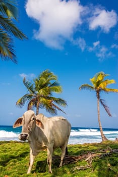 Cow and palm trees on a tropical Caribbean beach in Capurgana, Colombia