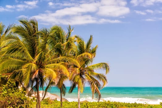 Three palm trees in Tayrona National Park in Colombia with the Caribbean Sea visible in the background