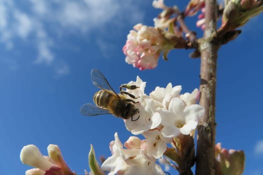 Bee on winter snowball - Viburnum farreri