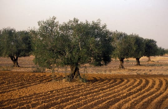 Africa,Tunisia,Jerba Olive tree plantation on the island of Jerba in the south of Tunisia. (URS FLUEELER)