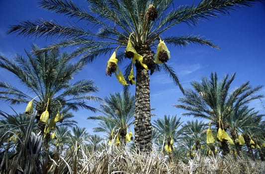 Africa,Tunisia. Douz A Bedouin at the Date harvest at the Dattel Plantation in the oasis douz in the south of Tunisia. (URS FLUEELER)
