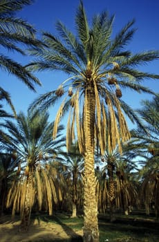 Africa,Tunisia. Douz A Bedouin at the Date harvest at the Dattel Plantation in the oasis douz in the south of Tunisia. (URS FLUEELER)