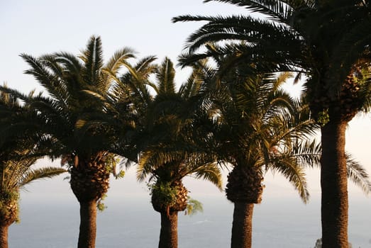 Africa,Tunisia,Tunis,Sidi Bou Said,Old Town