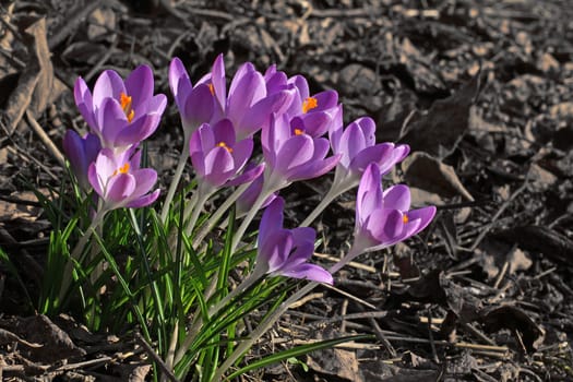busting purple crocuses in spring