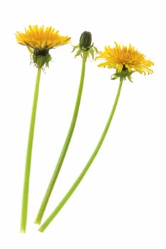 Flowers and a bud of dandelion (Taraxacum officinale) against a white background