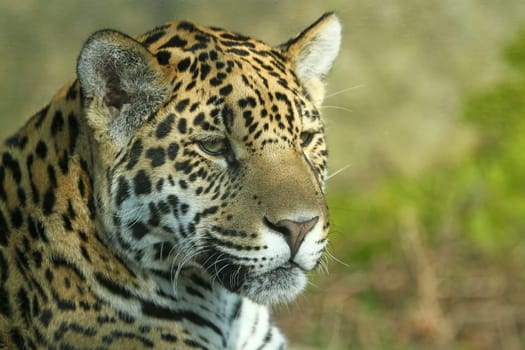 Jaguar