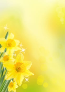 Yellow Daffodils as Spring and Easter Background with shining Stars