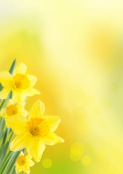 Yellow Background with Daffodils, Spring or Easter Background