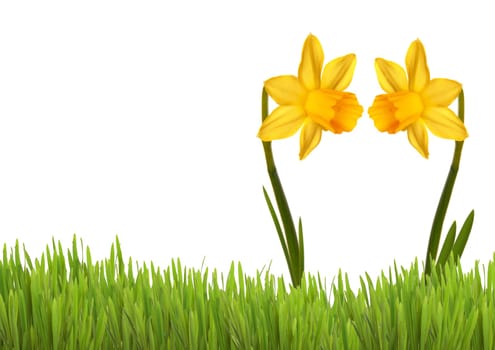 Two Yellow Daffodils in Love on a green Meadow