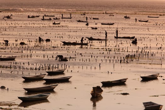 The harvest in the seagrass plantation on the island of Nusa Lembongan on the neighboring island of Bali,Indonesia.