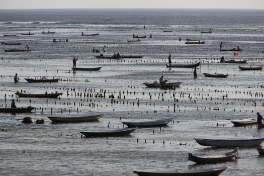 ASIA,INDONESIA,BALI,INSEL,NUSA LEMBONGAN,STRAND,LANDSCHAFT,JUNGUTBATU,SEEGRAS,PLANTAGE,EXPORT,ERNTE,MEER (URS FLUEELER)