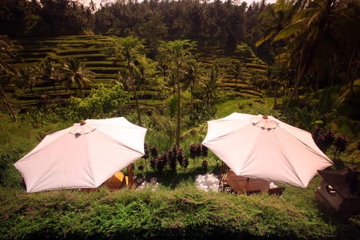 Asia,South East,Indonesia,Bali,Island,Tegalalang,Rice,Terraces,Agriculture,Everyday Life,Economy,Culture,Landscape,Restaurant,(Urs Flueeler)