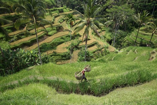 Asia,South East,Indonesia,Bali,Island,Tegalalang,Rice,Terraces,Agriculture,Everyday,Economy,Culture,Farmer,(Urs Flueeler)