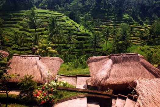 Asia,South East,Indonesia,Bali,Island,Central Bali,Tegalalang,Rice Terraces,Work,Work,Economy,Agriculture,Everyday