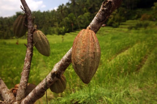 Cocoa fruechte in a plantation in the central nodes of Bali on the island of Bali in Indonesia.