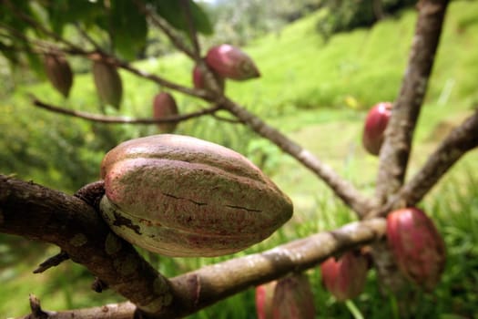 Asia,South East,Indonesia,Bali,Island,Central Bali,Tegalalang,Cocoa,Cacao,Cocoa Bean,Economy,Agriculture,Everyday,(Urs Flueeler)