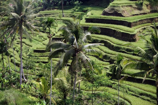 Asia,South East,Indonesia,Bali,Island,Central Bali,Tegalalang,Rice Terraces,Economy,Agriculture,Landscape,(Urs Flueeler)