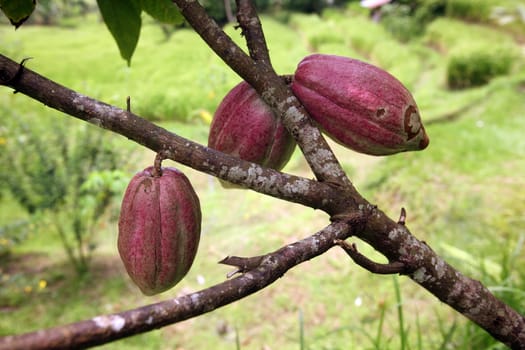 Cocoa fruechte in a plantation in the central nodes of Bali on the island of Bali in Indonesia.