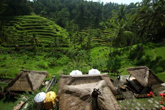 Asia,South East,Indonesia,Bali,Island,Central Bali,Tegalalang,Rice Terraces,Economy,Agriculture,Landscape,(Urs Flueeler)