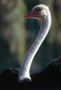 Close up of a ostrich