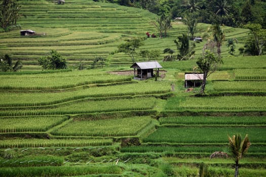 Asia,South East,Indonesia,Bali,Island,Central Bali,Tegalalang,Rice Terraces,Economy,Agriculture,Landscape,(Urs Flueeler)