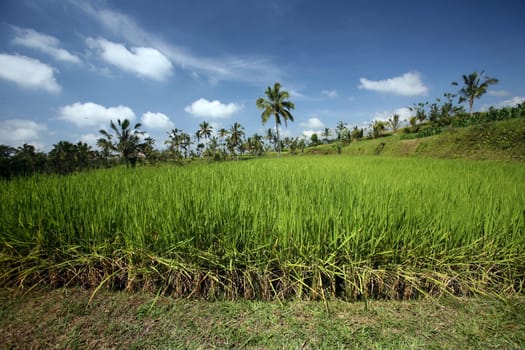 Asia,South East,Indonesia,Bali,Island,Jatiluih,Central Bali,Landscape,Nature,Rice Field,Agriculture,Rice,Plantation,(Urs Flueeler)
