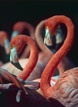 Group of flamingos resting in pond