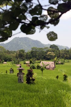 Asia,South East,Indonesia,Bali,Island,Central Bali,Tegalalang,Rice Terraces,Economy,Agriculture,Landscape,(Urs Flueeler)
