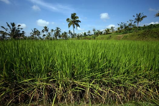 Asia,South East,Indonesia,Bali,Island,Central Bali,Tegalalang,Rice Terraces,Economy,Agriculture,Landscape,(Urs Flueeler)