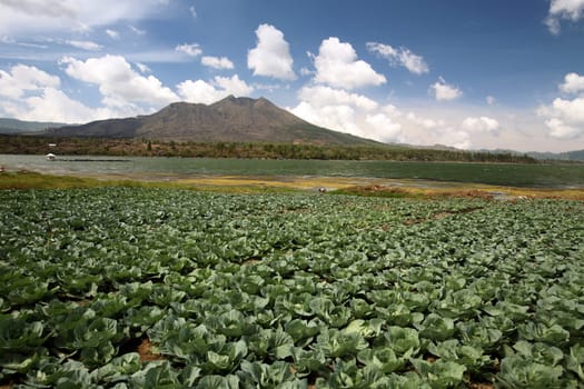 Asia,South East,Indonesia,Bali,Island,Central Bali,Lake Batur,Lake,Volcano,Landscape,Agriculture,(Urs Flueeler)