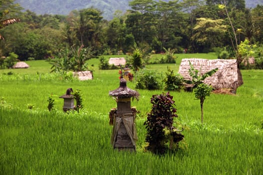 Asia,South East,Indonesia,Bali,Island,Central Bali,Tegalalang,Rice Terraces,Economy,Agriculture,Landscape,(Urs Flueeler)