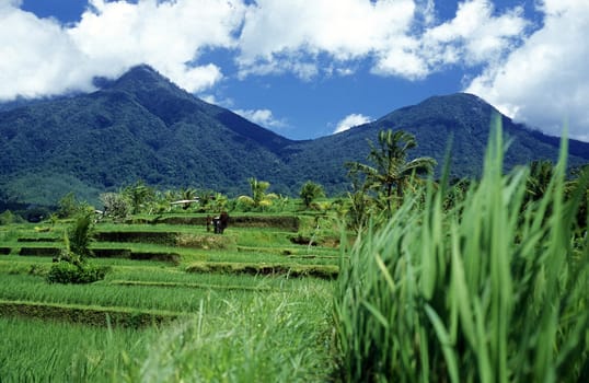 The rice fields and rice terraces at Tegalalang north of Ubud in Central Bali on the island of Bali in Indonesia.