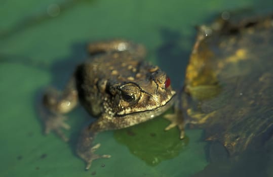 A frog in Ubud in Bali on the island of Bali in Indonesia.