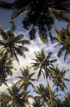 A palm forest in Ubud in Bali on the island of Bali in Indonesia.