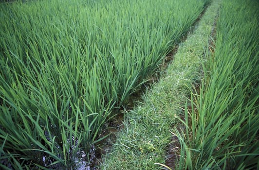 The rice fields and rice terraces at Tegalalang north of Ubud in Central Bali on the island of Bali in Indonesia.