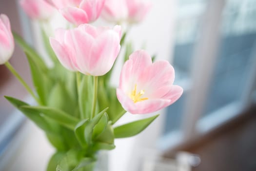 Tulip bouquet