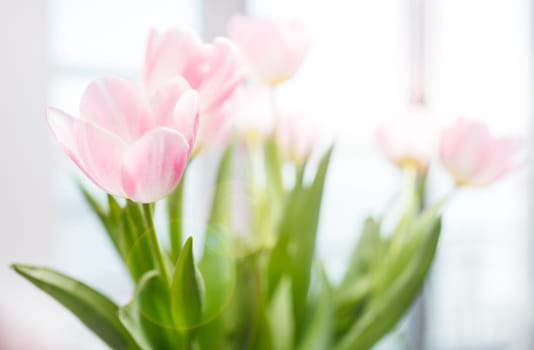 Tulip bouquet
