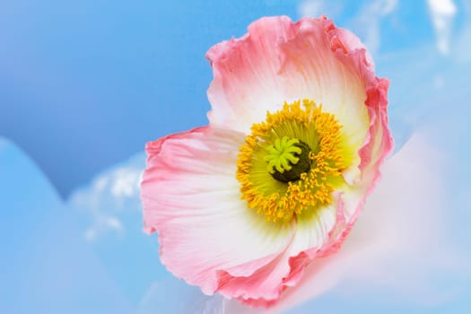 Poppy