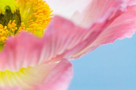 Poppy