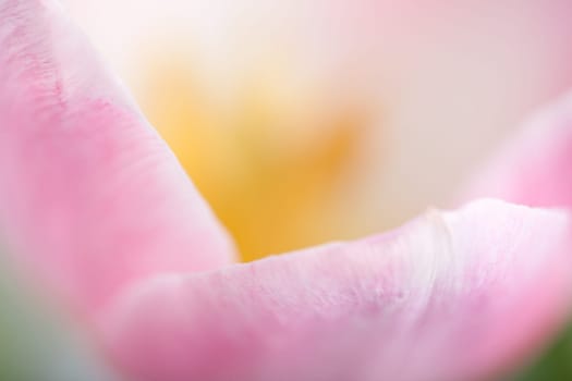 Pink Tulip