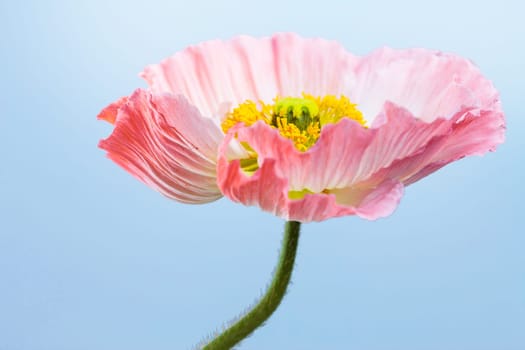 Poppy