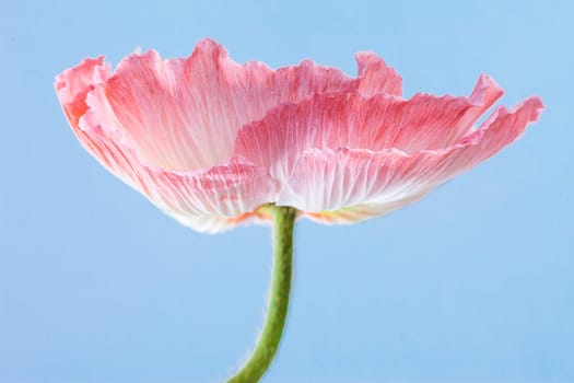 Poppy