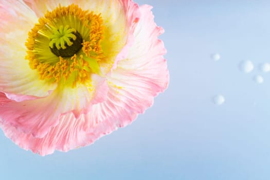 Poppy
