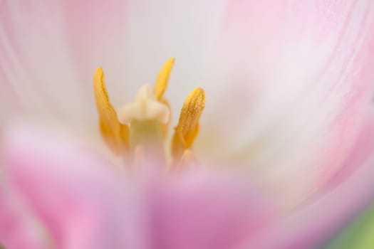 Pink Tulip