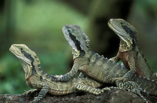 Green lizards or iguanas in Ubud in central Bali on the island of Bali in Indonesia.